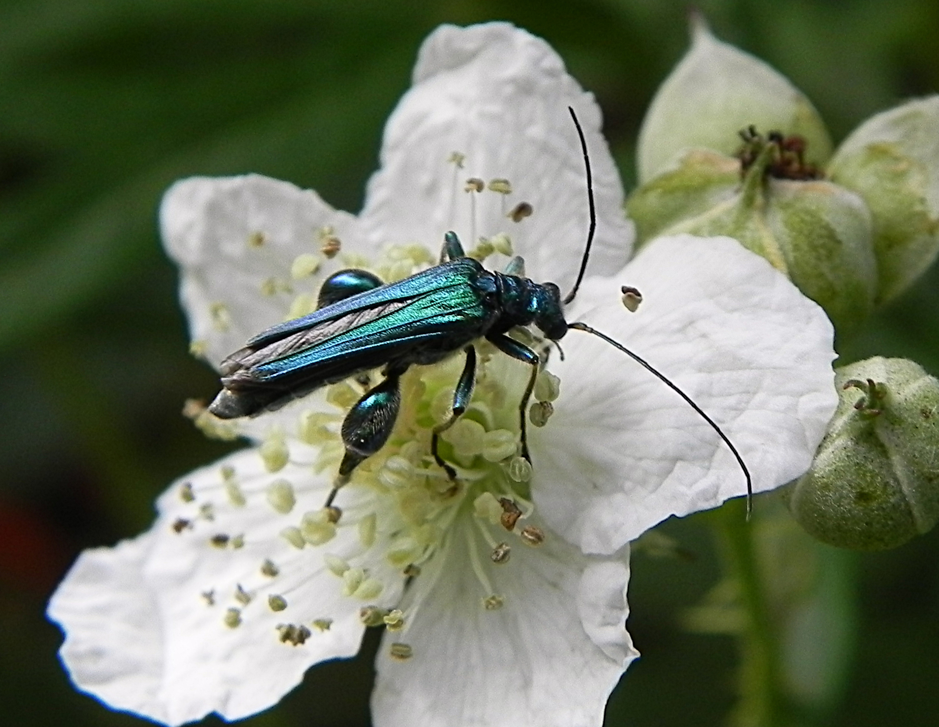 fam. Oedemeridae,. Italia, Brescia, 1 Jun 2014. Provided by Paolo to children for didactics, but not shot with them.